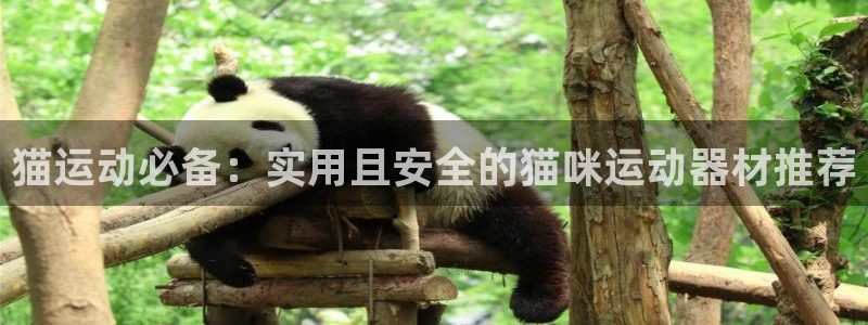 熊猫体育集团官网网址：猫运动必备：实用且安全的猫咪运